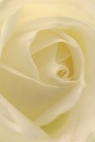 Venture into the quiet heart of a cream-white rose, presented in an intimate perspective by a knowledgeable West Ham florist. The spiraled petals gently unfurl, almost weightless, evoking the feeling of soft morning air that lingers over the canals and gardens nearby. Each layer, tinged with the subtlest blush of ivory, forms a choreography of light and shadow-a reflection of peaceful moments treasured along West Ham's protected green spaces. The atmosphere suggests contemplation and compassion: a perfect bloom for sympathy, admiration, or marking a new chapter in life. The barely-there fragrance seems to wrap itself around the senses like a comforting embrace, subtle yet unforgettable. Every aspect-the expert arrangement, the play of creamy tones, the calm focus-echoes the artistry and emotional sensitivity found throughout West Ham's local flower scene. This rose is not merely seen; it is felt-gracing moments and milestones in homes and hearts across the community.